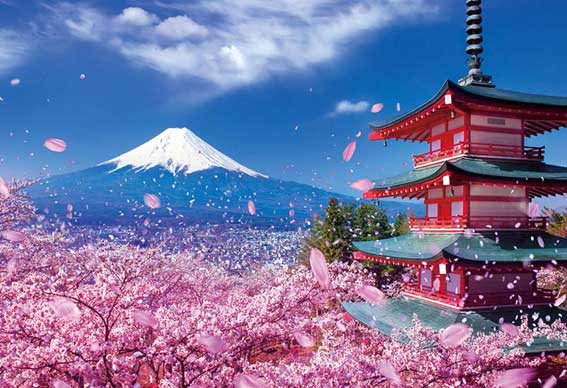 33-126(300片拼圖 世界遺產  富士山淺間大社的櫻花